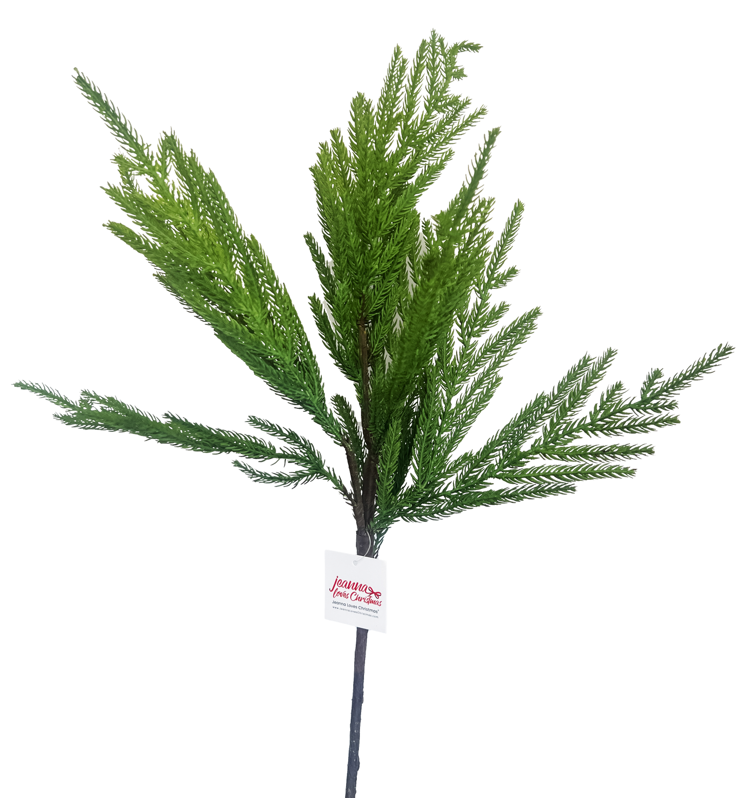Norfolk Pine