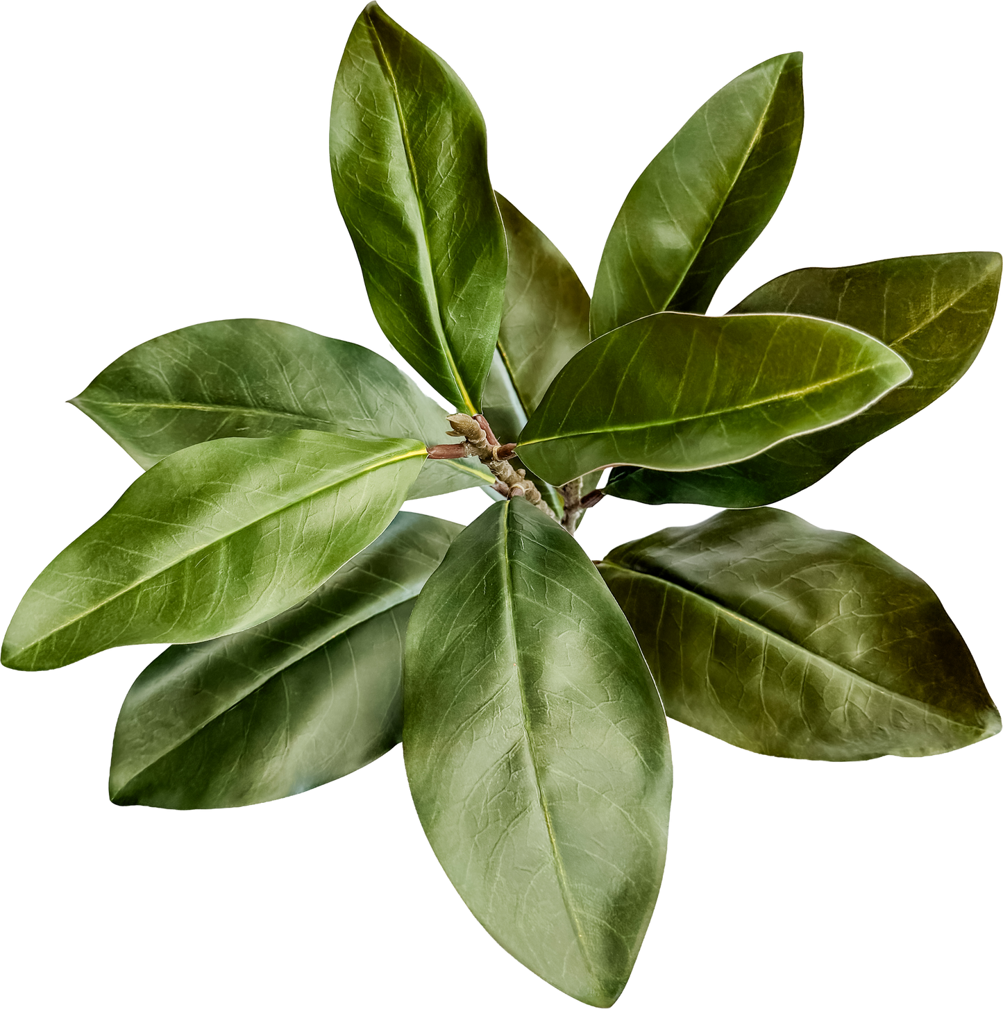 Christmas Magnolia Leaf Spray