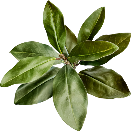 Christmas Magnolia Leaf Spray