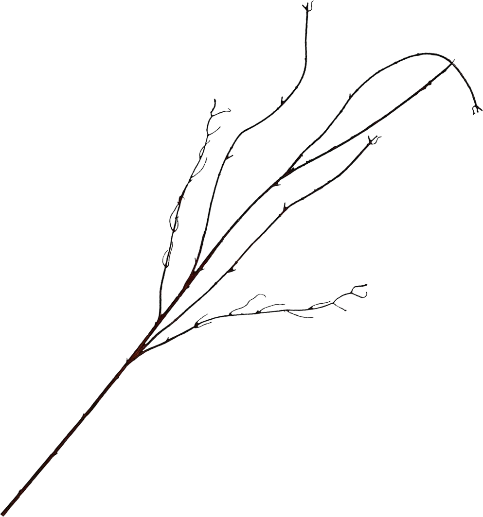 Curly Willow Pick