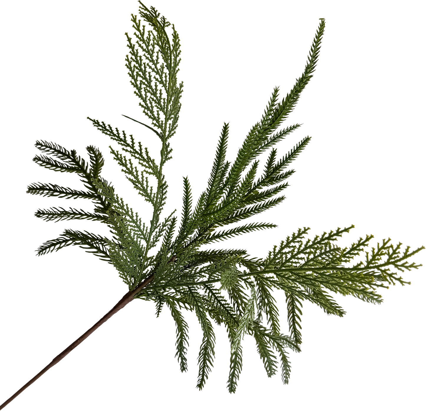 Mixed Norfolk Pine Spray