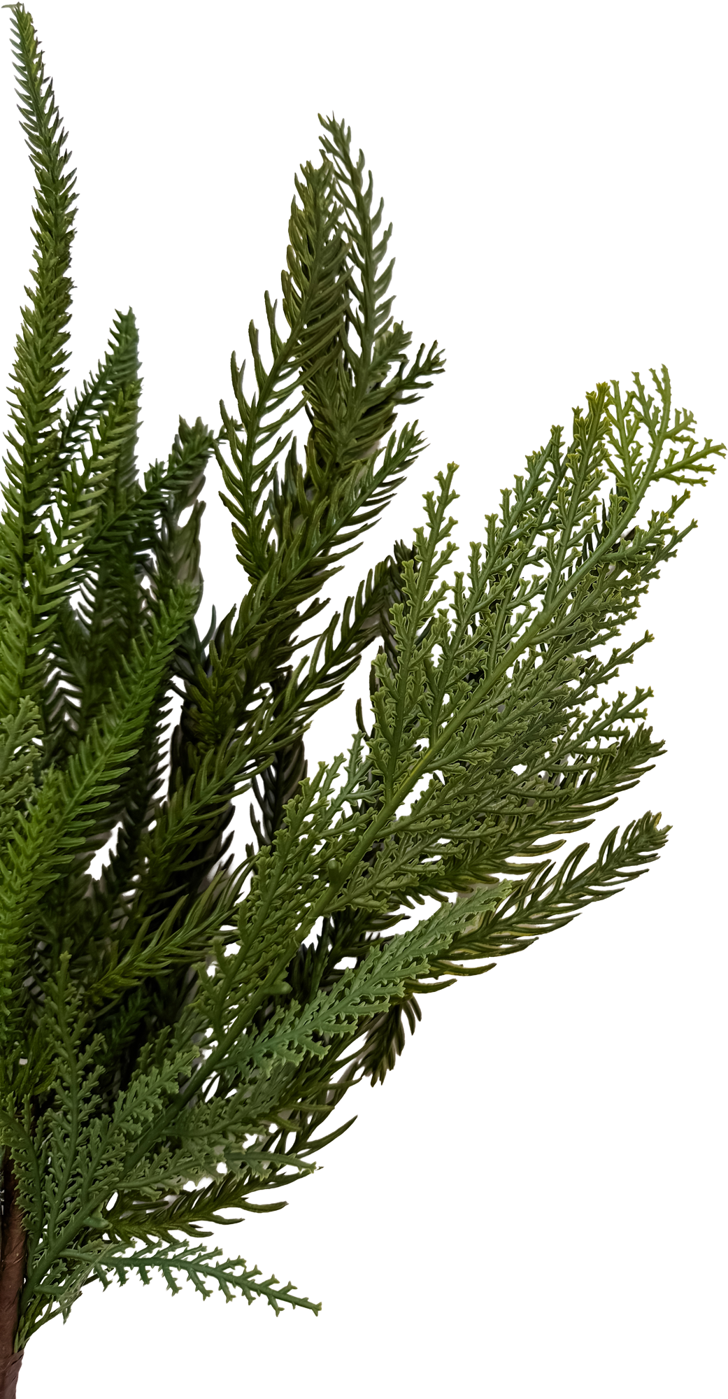 Mixed Norfolk Pine Spray