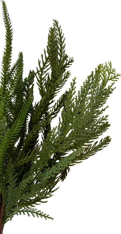 Mixed Norfolk Pine Spray