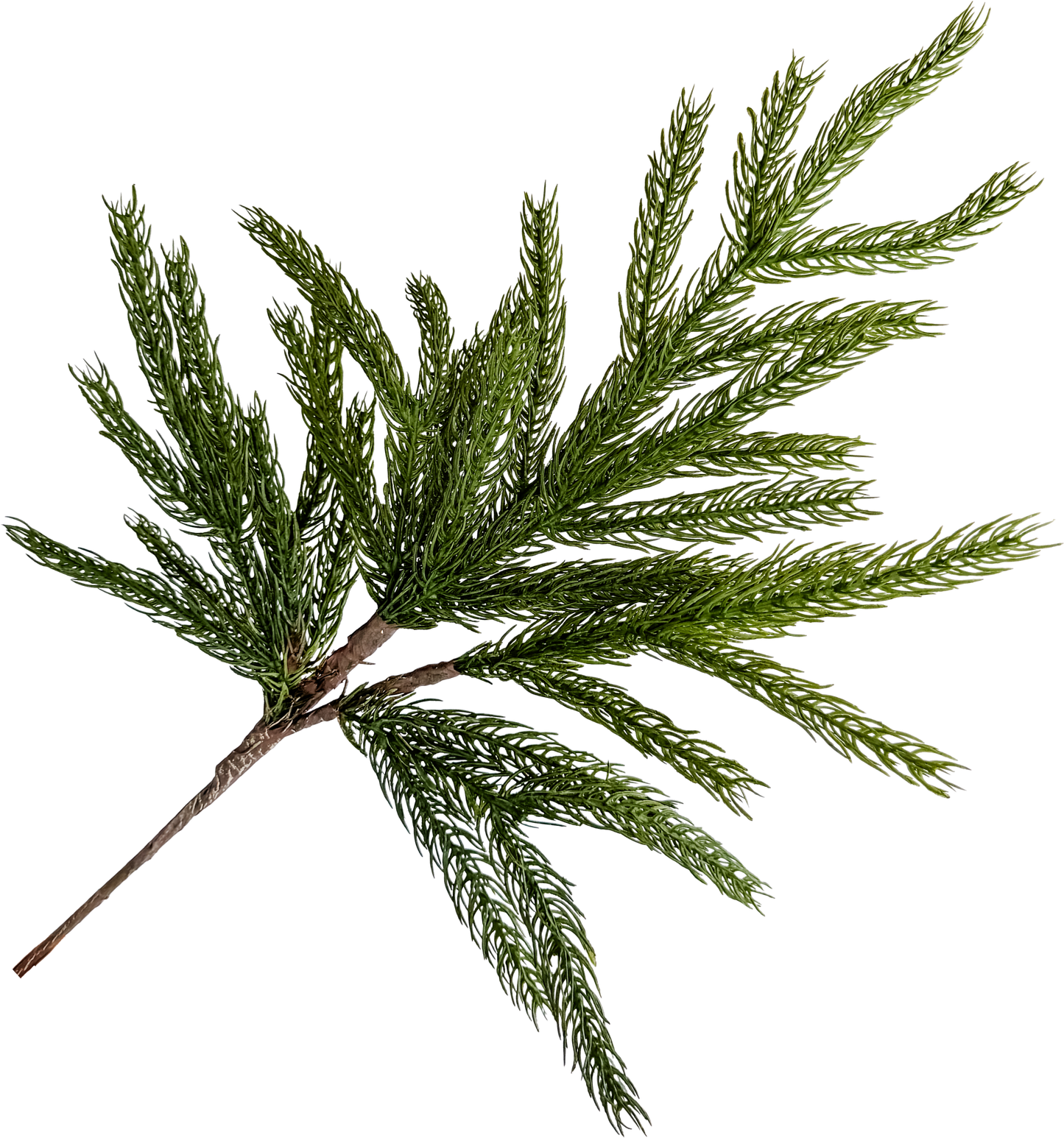 Norfolk Pine Pick