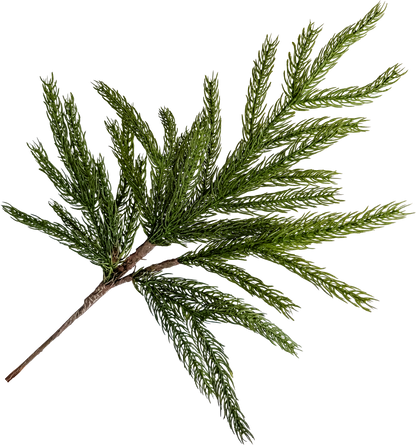 Norfolk Pine Pick
