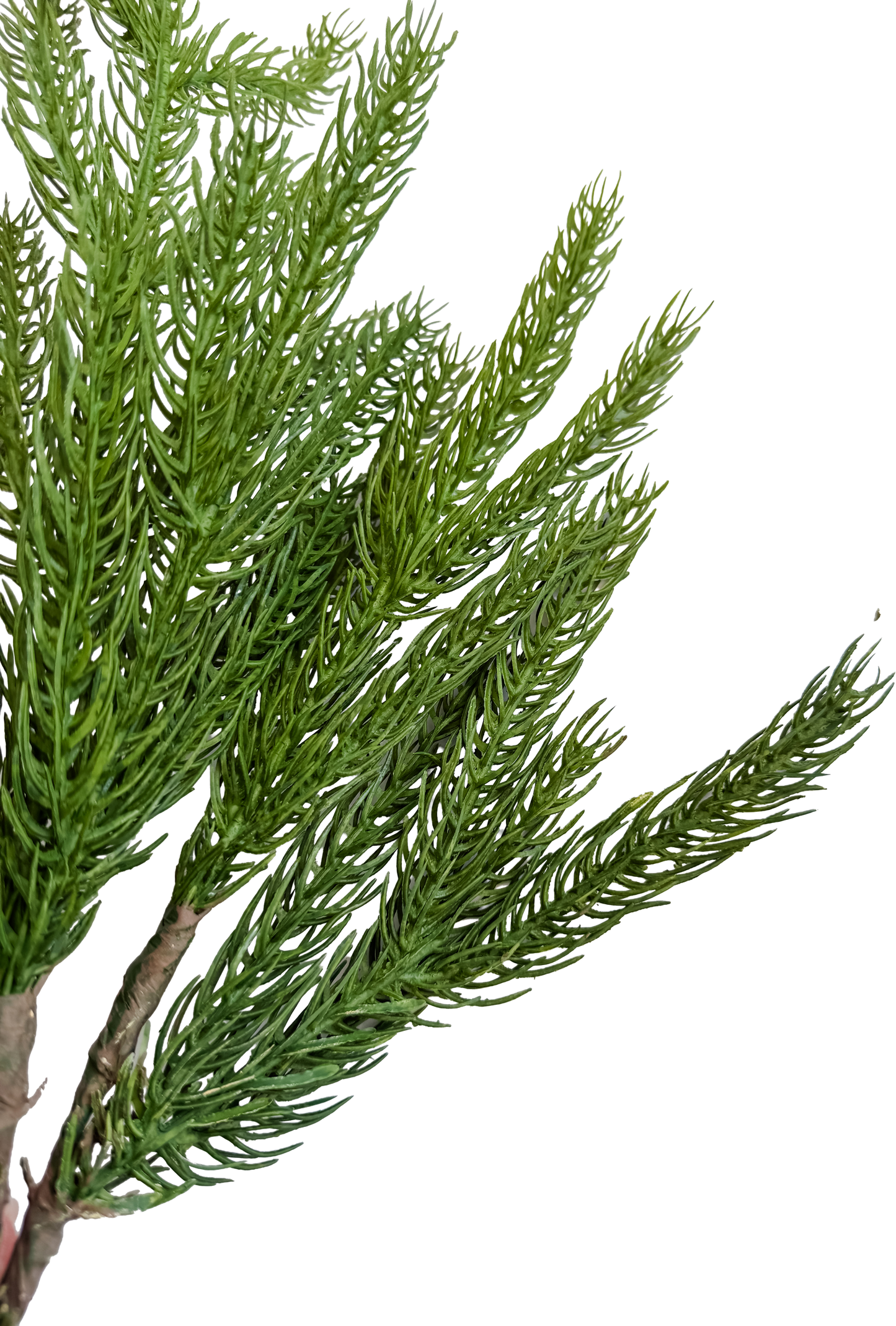 Norfolk Pine Pick