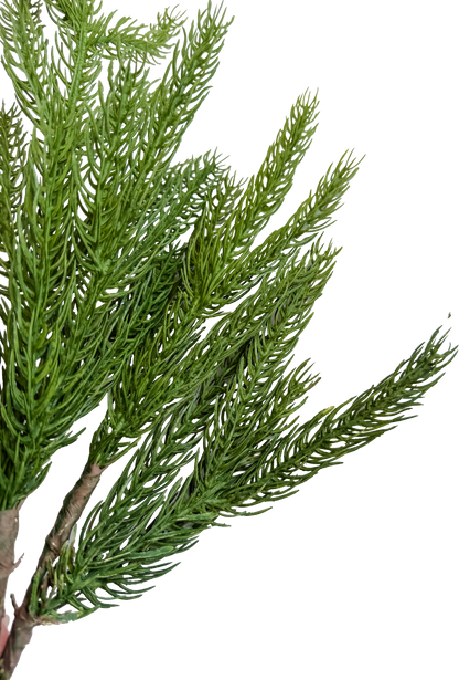 Norfolk Pine Pick