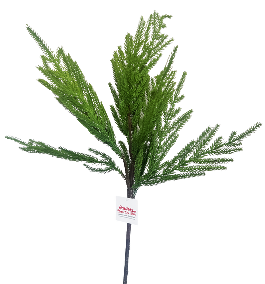 Norfolk Pine
