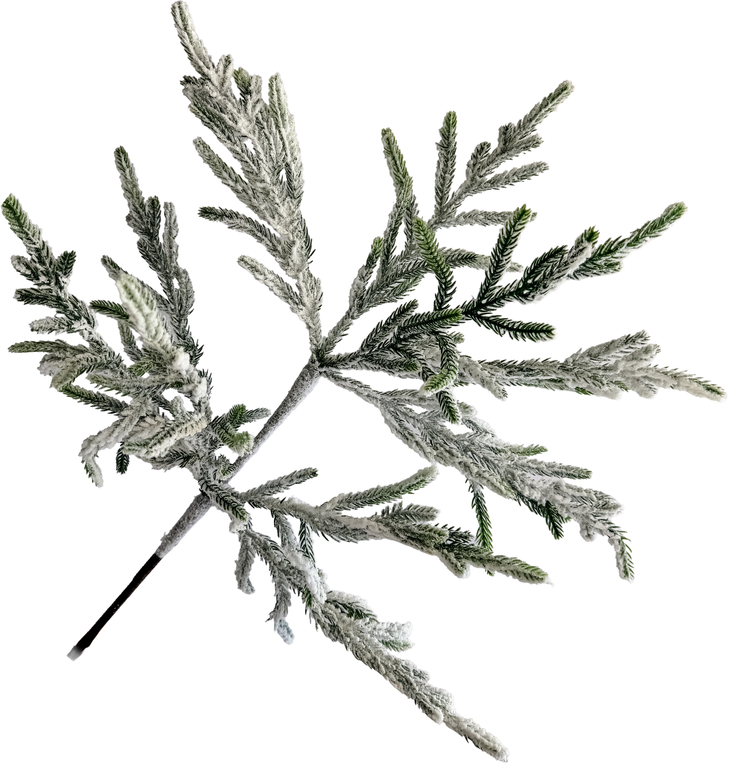 Snow Kissed Norfolk Spray
