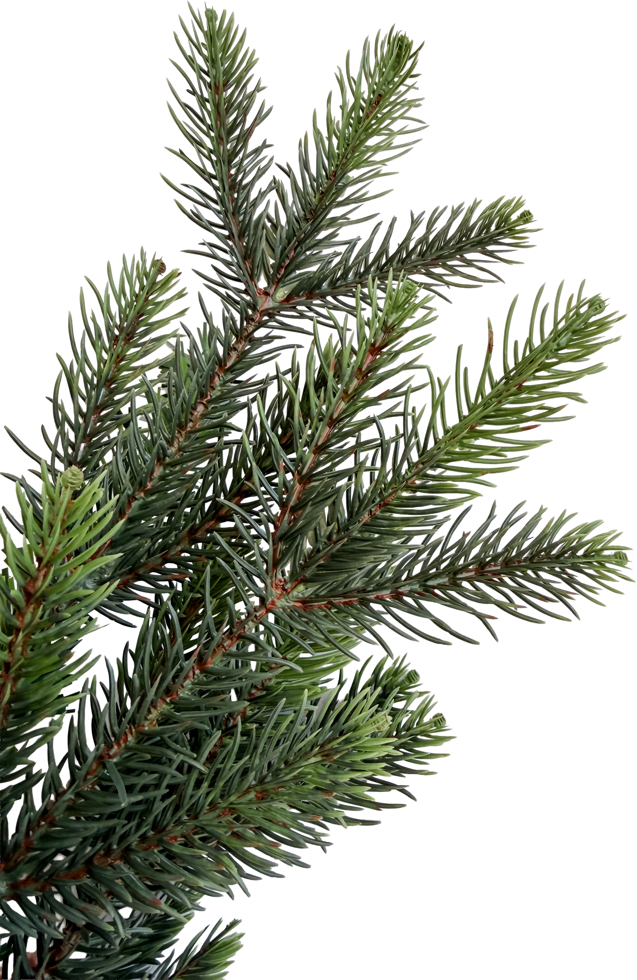 Tree Lot "Douglas" Spray
