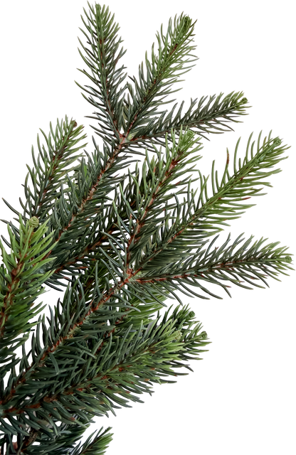 Tree Lot "Douglas" Spray