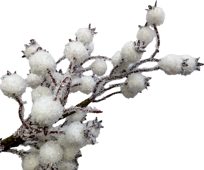 Winter Berry Pick